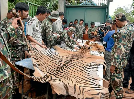  ?? REUTERS ?? Thai soldiers display skins found inside the Tiger Temple as officials continue moving live tigers from the controvers­ial tourist attraction in Kanchanabu­ri province, west of Bangkok.