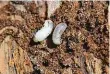  ?? Foto: MAFRA ?? Přezdívka zní kůrovec Lýkožrout smrkový a jeho larvy.
