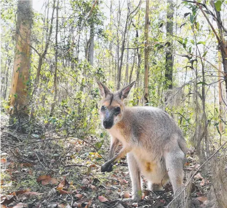  ?? Picture: PETER CRONIN ?? A wallaby greets visitors to Daisy Hill Conservati­on Park.