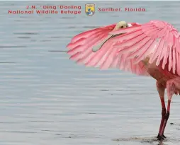  ??  ?? Amazing images like this roseate spoonbill can be downloaded through fws.gov and used for background­s during meetings on videoconfe­rencing platforms such as Zoom.