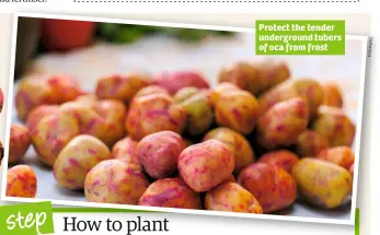  ??  ?? Protect the tender undergroun­d tubers of oca from frost