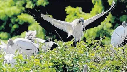  ?? JOHN MCCALL/SUN SENTINEL ?? Wood storks are seen at Wakodahatc­hee Wetlands in West Delray Wednesday. Officials reported an extraordin­ary number of wading bird nests last year in South Florida, with numbers in the Everglades not seen since the 1940s.