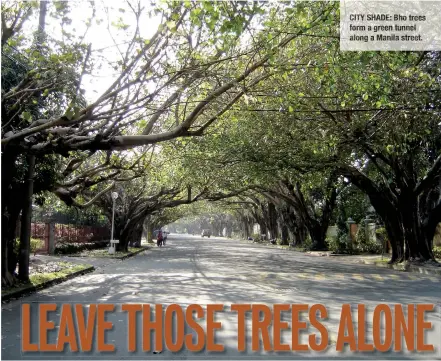  ??  ?? CITY SHADE: Bho trees form a green tunnel along a Manila street.