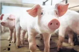  ?? SEBASTIEN ST-JEAN/GETTY-AFP 2019 ?? The temporary closure of Iowa slaughterh­ouses led to a backup of about 600,000 pigs.