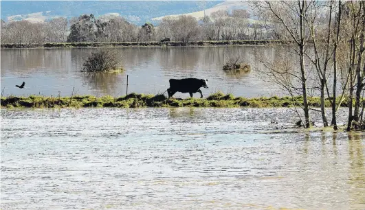  ?? PHOTO:STEPHEN JAQUIERY ?? Weather woes . . . A positive outlook for the rural sector always comes with a weather disclaimer; pictured, a cow escaping flood waters adjacent to State Highway 1, south of Dunedin in July last year.