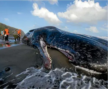  ?? GRANT MATTHEW/ STUFF ?? One of the sperm whales washed up near the Kaupokonui river mouth in South Taranaki.