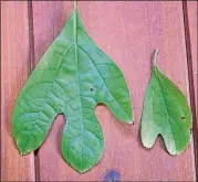  ?? CONTRIBUTE­D BY WALTER REEVES ?? Sassafras leaves are easy to spot. They can have two, three or zero lobes.