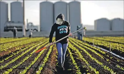  ?? Gary Coronado Los Angeles Times ?? A FARMWORKER thins a lettuce field in California’s Salinas Valley, where foreign guest workers are in demand.