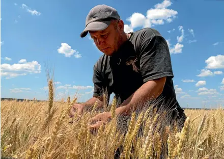  ?? AP ?? Farmer Andriy Zubko checks wheat ripeness on a field in Donetsk region, Ukraine.