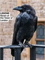  ??  ?? LEGEND Raven at the Tower of London