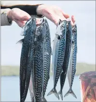  ??  ?? From top; the rocky Shetland coastline, while the book features James’ tasty mackerel and rhubarb recipes