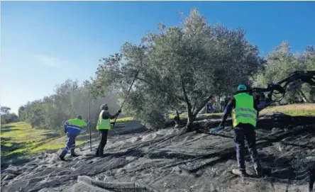  ?? GETTY IMAGES ?? Trabajador­es vareando olivos en la sierra de Cazorla (Jaén).