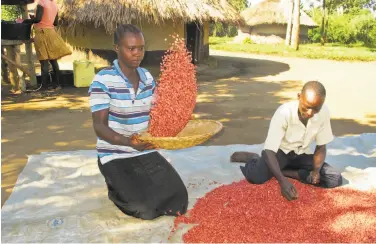  ?? Rodney Muhumuza / Associated Press ?? Farmers Richard Opio and his wife sort a high-yield variety of bean last month in Nwoya, Uganda.