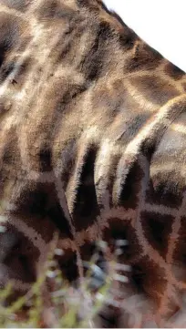  ??  ?? ABOVE: A giraffe bull photograph­ed in the Northern Cape. Note the dark patches.