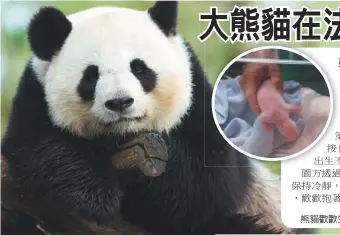  ??  ?? 熊貓歡歡生下雙胞胎，但其中一隻不幸夭折。（取材自波瓦動物園官網）