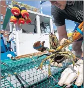  ?? ROBERT F. BUKATY/AP ?? Eric Pray unpacks a lobster May 29 in Portland, Maine. Pray is one of many fishermen who have pivoted to sell to directly to consumers during the pandemic.