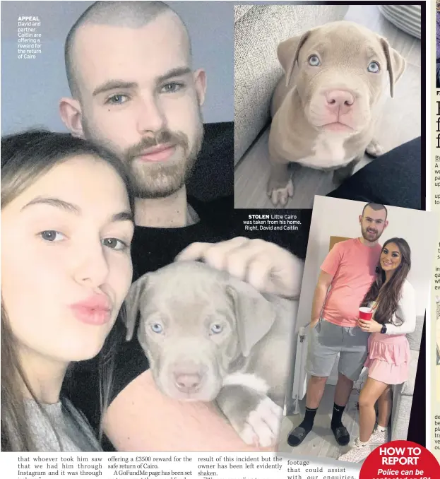  ??  ?? APPEAL David and partner Caitlin are offering a reward for the return of Cairo
STOLEN Little Cairo was taken from his home. Right, David and Caitlin