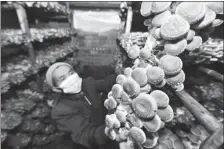  ?? YANG WENBIN / XINHUA ?? A farmer tends mushrooms he grew in Yeli village of Leishan county, Guizhou province, on March 13.