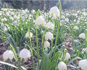  ??  ?? The flowers of spring snowflake leucojum vernum are resisting fading.