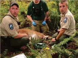  ?? [FOTO AGENSI] ?? Anggota polis memeriksa bangkai singa gunung yang ditembak kerana menyerang penunggang basikal hingga maut di kawasan hutan berdekatan North Bend, Washington.