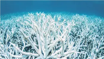  ?? PHOTO: REUTERS ?? Washed out . . . Bleached coral on Australia’s Great Barrier Reef near Port Douglas.