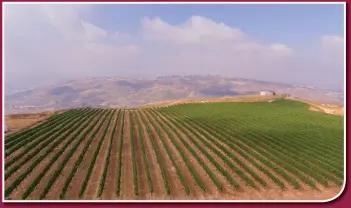  ?? ?? THE CHARDONNAY harveest in Tzora’s Shoresh Vineyard, high up in the Judean Hills. (Tzora Vineyards)