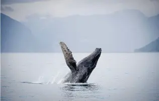  ?? JONATHAN HAYWARD/THE CANADIAN PRESS ?? Humpback whales, one of which is seen near Kitimat, have shown signs of recovery in B.C. waters.