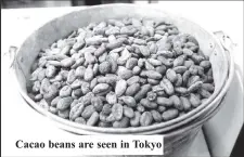  ?? ?? Cacao beans are seen in Tokyo