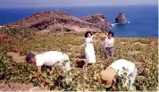  ??  ?? Vitigni autoctoni. Un momento della vendemmia in Sicilia