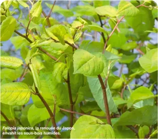  ?? ?? Falopia japonica, la renouée du Japon, envahit les sous-bois humides.