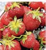  ??  ?? Erdbeeren verlieren schnell an Aroma, wenn sie einem zu starken Wasserstra­hl oder langem Wasserbad ausgesetzt sind.