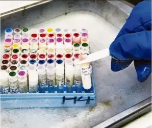  ??  ?? Scientists inspect cell cultures at San Diego Zoo Global’s Frozen Zoo, a collection of tissue and genetic material that has been collected by conservati­on researcher­s since it was founded in 1972.