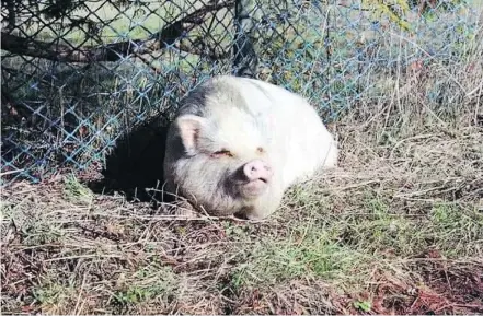  ??  ?? Molly, a pot-belly pig, was adopted from the SPCA and then butchered and eaten by her new owners.