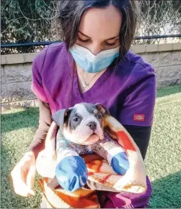  ?? COURTESY OF MARIN HUMANE ?? Buckey, an abandoned puppy born with a congenital deformity in his front legs, faces a long road to recovery post surgery.