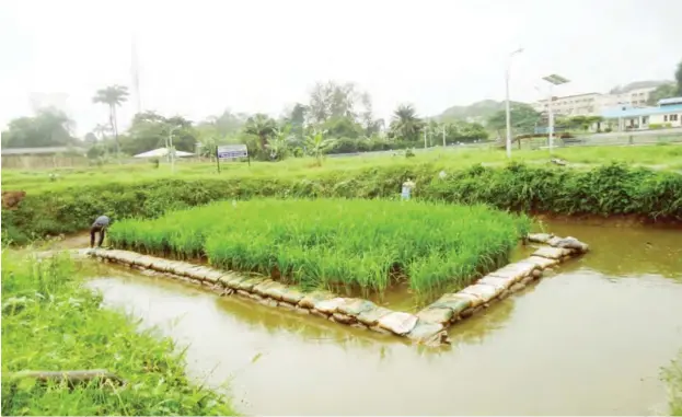  ??  ?? Rice farm/ fish pond