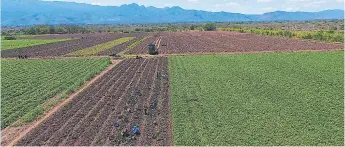  ?? FOTO: AMÍLCAR IZAGUIRRE ?? PROCESO. Un equipo de LA PRENSA hizo un recorrido por el área de cultivo y las plantas adonde se maquila el camote orgánico que se exporta a Europa.