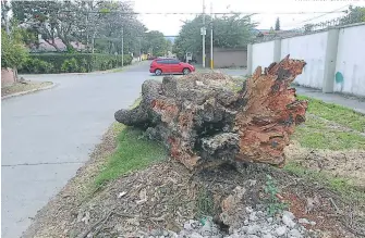  ?? FOTO: JOHNY MAGALLANES ?? Los restos del árbol y de la construcci­ón permanecen en la zona desde hace cinco meses.