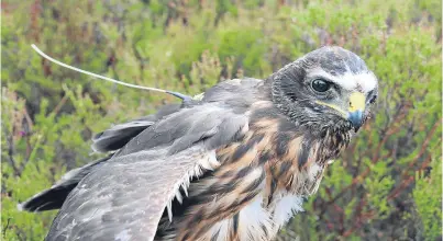  ??  ?? A hen harrier with a tag – a record number of hen harrier chicks were tagged this year.