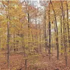  ?? CHELSEY LEWIS/MILWAUKEE JOURNAL SENTINEL ?? The forest near Watts Lake in Cedarburg Bog State Natural Area was ablaze in fall colors on Oct. 21, 2020.