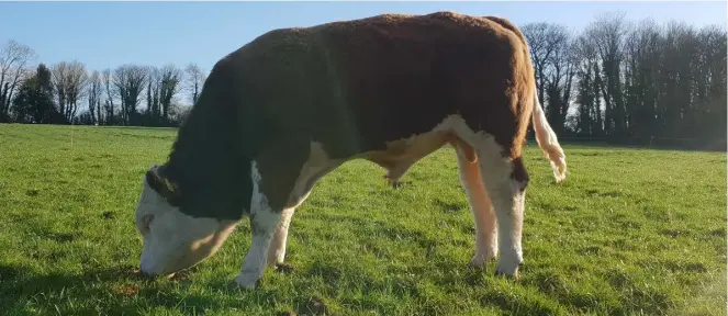  ??  ?? Stock options: One of the stock bulls on the Hynes farm: “If you haven’t chosen a bull team yet, select genes for profit,” says Peter.