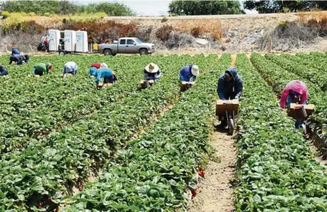  ?? PHOTO: CONTRIBUTE­D ?? WORKING HOLIDAY: Reduced work visas for backpacker­s can impact regional economies.