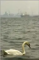  ?? THE HAMILTON SPECTATOR ?? A swan in Hamilton Harbour with steel industries and a freighter in the background.