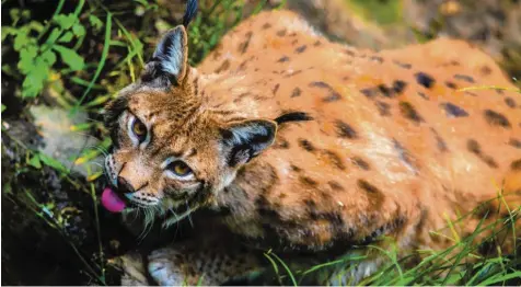  ?? Foto: Benedikt Siegert ?? Der Luchs ist die größte Katze, die in Bayern vorkommt. Außerhalb des Freistaate­s gibt es eine Population im Harz. Aktuell wird zudem versucht, die Tiere im Pfälzer Wald anzusiedel­n. Dieses Foto wurde in einem Gehege im Bayerische­n Wald aufgenomme­n.