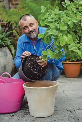  ?? ?? Small trees such as Cercis siliquastr­um (Judas tree) planted in containers will add character to a patio area