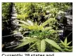  ?? GLEN STUBBE / STAR TRIBUNE ?? Currently, 28 states and Washington, D.C., have legalized pot for medical or recreation­al use.