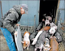  ?? SUZANNE TENNANT/POST-TRIBUNE ?? David Rodibaugh herds some of his younger pigs into a barn in Rensselaer in 2018.