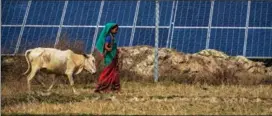  ?? ANUPAM NATH / AP ?? A Karbi tribal woman grazes her cow near a solar power plant in Mikir Bamuni village in India’s Assam state in February.