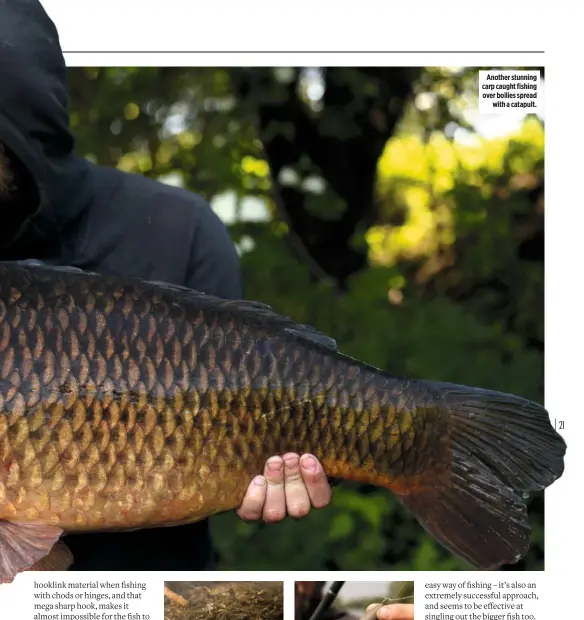  ??  ?? Another stunning carp caught fishing over boilies spread with a catapult.