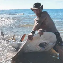  ??  ?? ARM STRETCHER: Port Douglas fisherman Shane Down reeled in a 2.5m shark ray at Four Mile Beach.