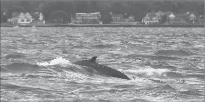  ?? DAN LENT | VIA ASSOCIATED PRESS ?? A HUMPBACK WHALE swims in Long Island Sound off the coast of Stamford in this photo from September 2015. The whales have been spotted in the Sound every year since, after decades of absence.
